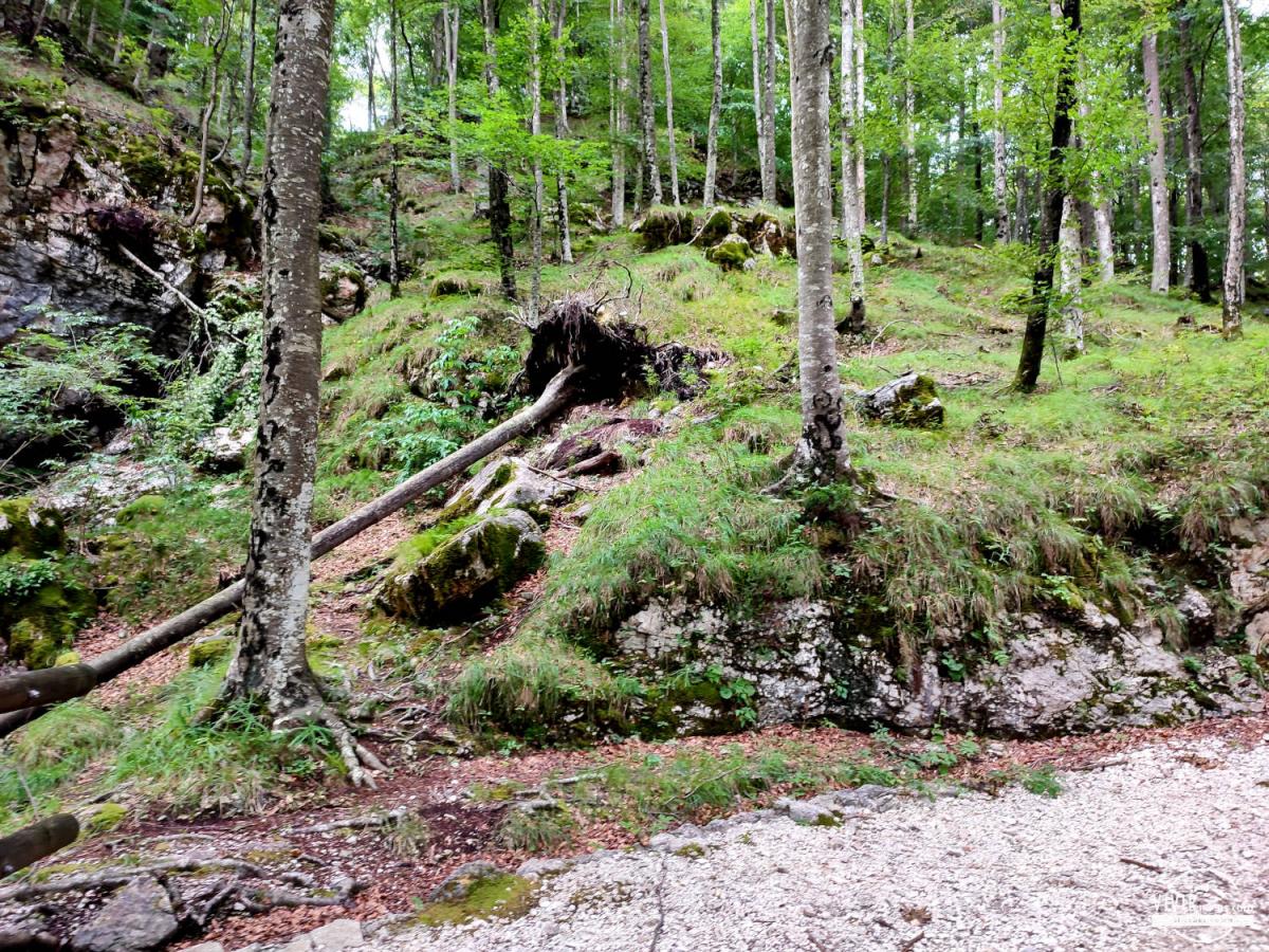 Árboles caídos en la ruta a la Cascada del Arzino a Pozzis (Friuli-Venecia Julia, Italia)